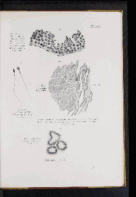 Vorschaubild von [Atlas zur Eingeweidelehre]