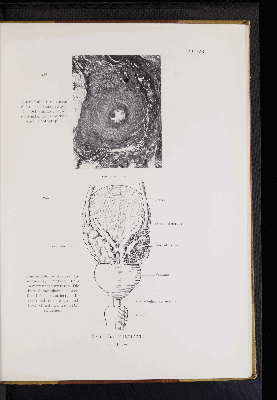 Vorschaubild von [Atlas zur Eingeweidelehre]