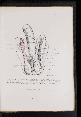 Vorschaubild von [Atlas zur Eingeweidelehre]