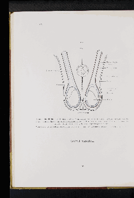 Vorschaubild von [Atlas zur Eingeweidelehre]