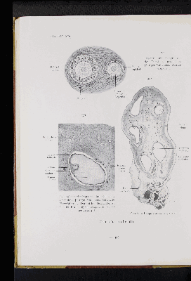 Vorschaubild von [Atlas zur Eingeweidelehre]