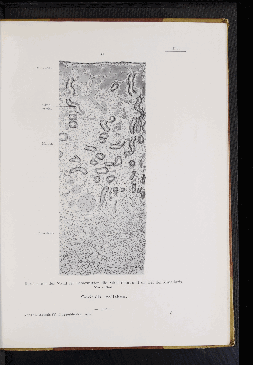 Vorschaubild von [Atlas zur Eingeweidelehre]