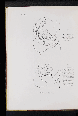 Vorschaubild von [Atlas zur Eingeweidelehre]