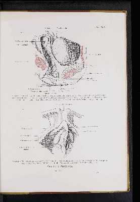 Vorschaubild von [Atlas zur Eingeweidelehre]