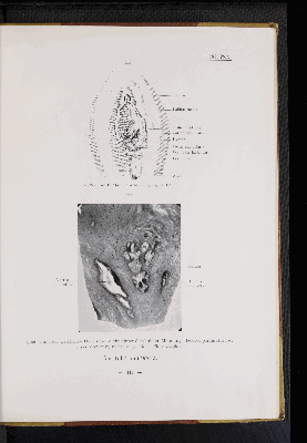 Vorschaubild von [Atlas zur Eingeweidelehre]