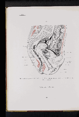 Vorschaubild von [Atlas zur Eingeweidelehre]