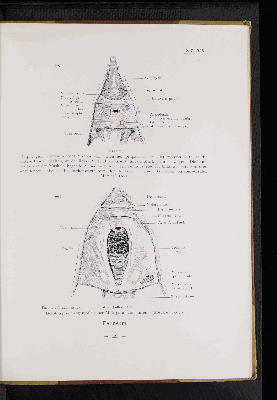 Vorschaubild von [Atlas zur Eingeweidelehre]