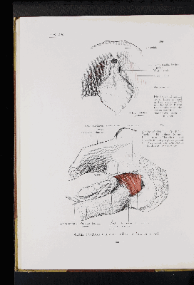 Vorschaubild von [Atlas zur Eingeweidelehre]