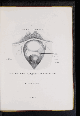 Vorschaubild von [Atlas zur Eingeweidelehre]