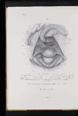 Vorschaubild von [Atlas zur Eingeweidelehre]