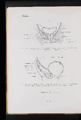 Vorschaubild von [Atlas zur Eingeweidelehre]