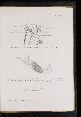 Vorschaubild von [Atlas zur Eingeweidelehre]