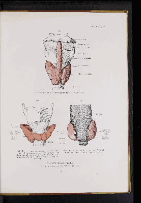 Vorschaubild von [Atlas zur Eingeweidelehre]