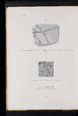 Vorschaubild von [Atlas zur Eingeweidelehre]