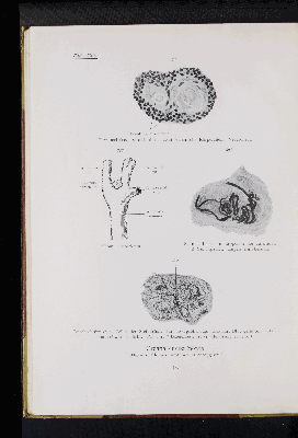 Vorschaubild von [Atlas zur Eingeweidelehre]