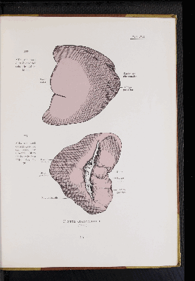 Vorschaubild von [Atlas zur Eingeweidelehre]