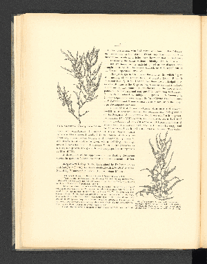 Vorschaubild von Fig. 4. Sargassum I. Less typical specimen.