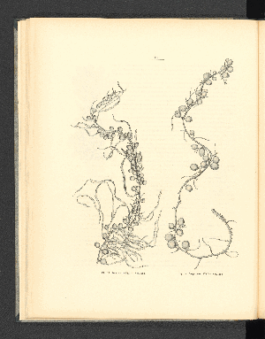 Vorschaubild von Fig. 11. Sargassum VII. - Nat. size. 
Fig. 12. Sargassum VIII. - Nat. size.