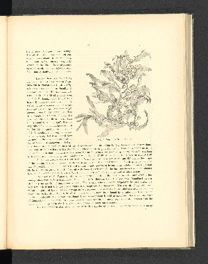 Vorschaubild von Fig. 13. Sargassum VIII. Nat. size.